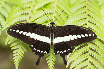 Image showing beautiful dark butterfly with white strip