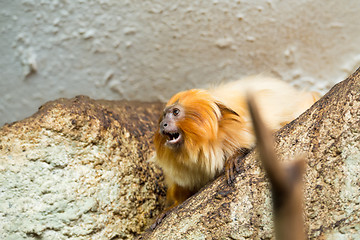 Image showing Golden Lion Tamarin