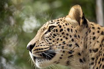 Image showing head shot of Persian leopard