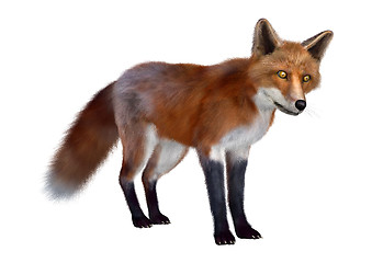 Image showing Red Fox