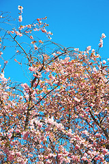 Image showing in london park the pink tree and blossom  natural