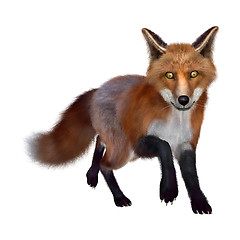 Image showing Red Fox