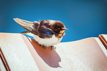 Image showing Swallow