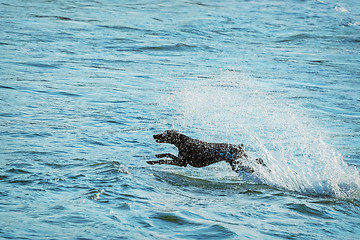 Image showing Dog and Sea