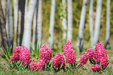 Image showing Hyacinth
