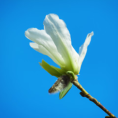 Image showing Magnolia Flower