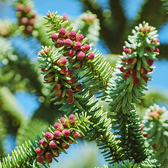 Image showing Spanish Fir 