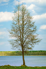 Image showing Bare Tree