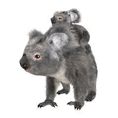 Image showing Koalas