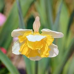 Image showing Narcissus
