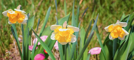 Image showing Narcissus