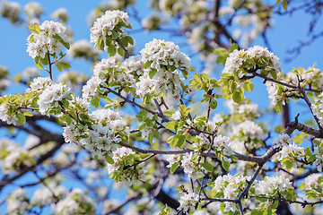 Image showing ?herry-plum Flowers