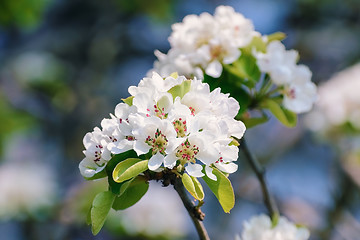 Image showing ?herry-plum Flowers