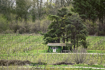 Image showing Vineyard