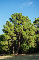 Image showing Coniferous Tree 