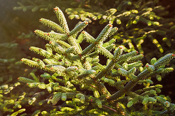 Image showing Coniferous Tree