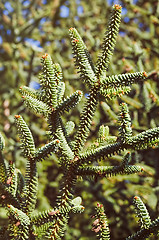 Image showing Coniferous Tree