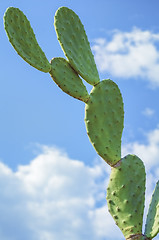 Image showing Cactus