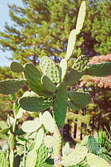 Image showing Cactus