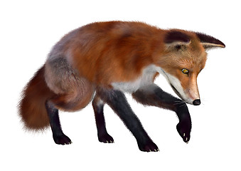 Image showing Red Fox