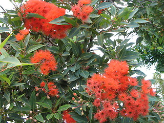 Image showing flower gum tree