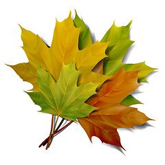 Image showing Realistic green and yellow maple leaves