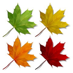 Image showing Set of Realistic maple leaves