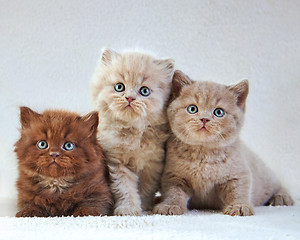 Image showing British kittens