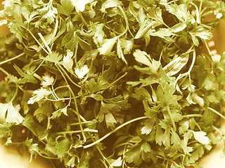Image showing Retro looking Parsley