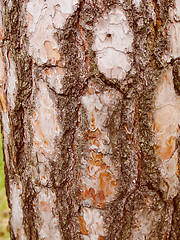 Image showing Retro look Tree bark