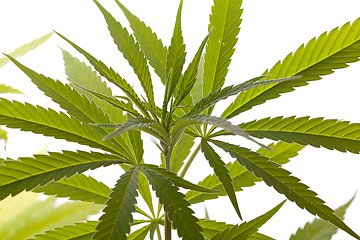 Image showing Fresh Marijuana Plant Leaves on White Background