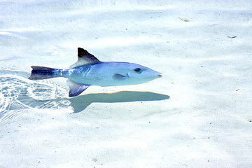 Image showing little fish   isla contoy           in    the sea drop sunny  