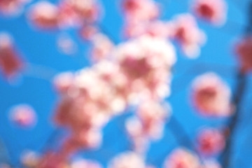 Image showing   the white   tree and blossom flowers natural