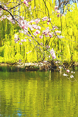 Image showing in    park the pink tree and blossom flowers natural