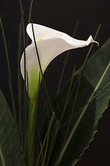 Image showing White Calla Lili in front of black Background macro Detail