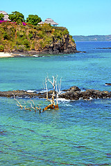 Image showing beautiful andilana beach seaweed   indian dead tree and 