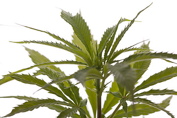 Image showing Fresh Marijuana Plant Leaves on White Background