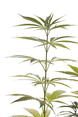 Image showing Fresh Marijuana Plant Leaves on White Background