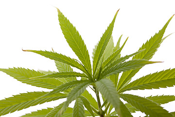 Image showing Fresh Marijuana Plant Leaves on White Background