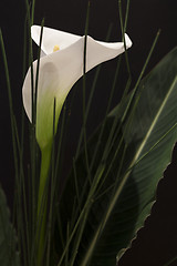 Image showing White Calla Lili in front of black Background macro Detail