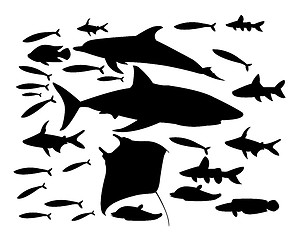 Image showing underwater world of fish