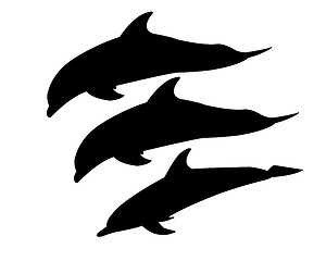 Image showing three dolphins