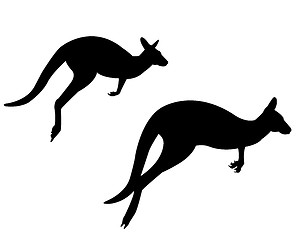 Image showing two kangaroo