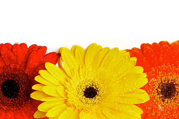 Image showing Frame of Gerbera Daisy