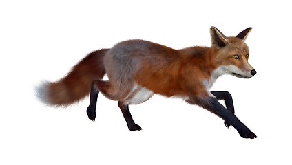 Image showing Red Fox