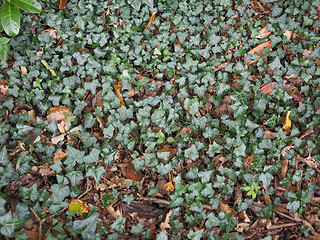 Image showing Ivy plant background