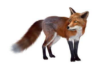 Image showing Red Fox