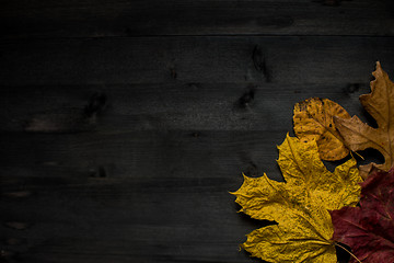 Image showing Wood autumn background