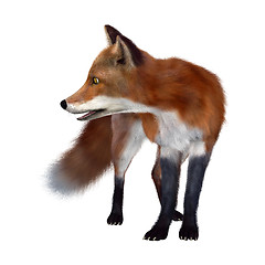 Image showing Red Fox