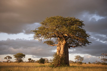 Image showing  Baobab